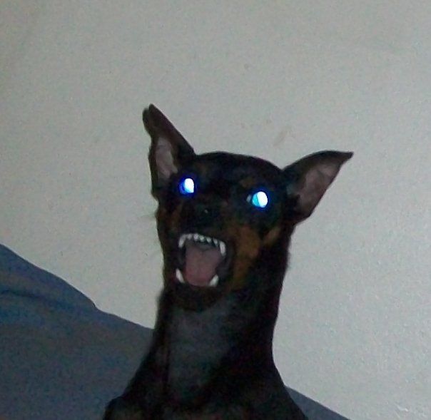 dog